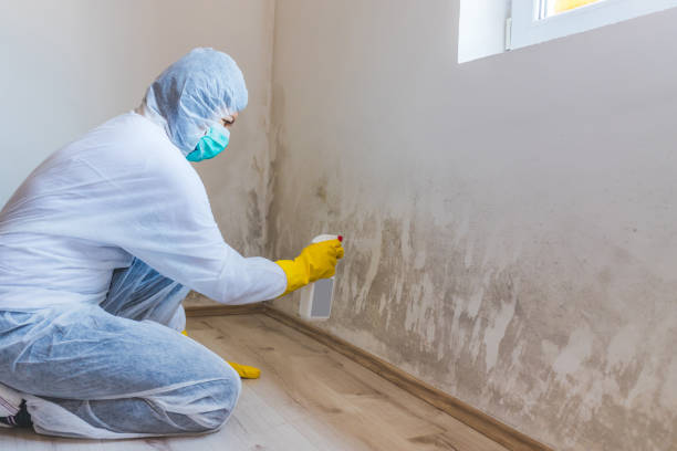 Licensed Mold Removal service in Front Royal, VA - 24 Hour Mold Removal