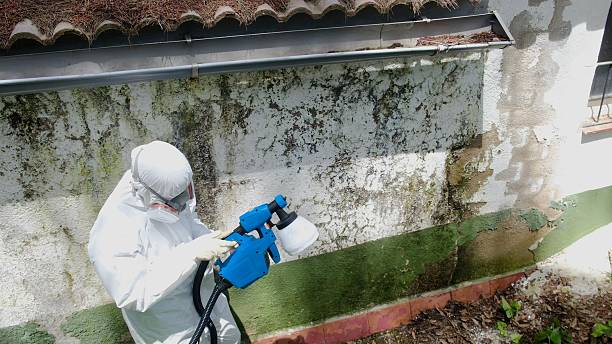 Top rated local Mold Removal specialists in Front Royal, VA